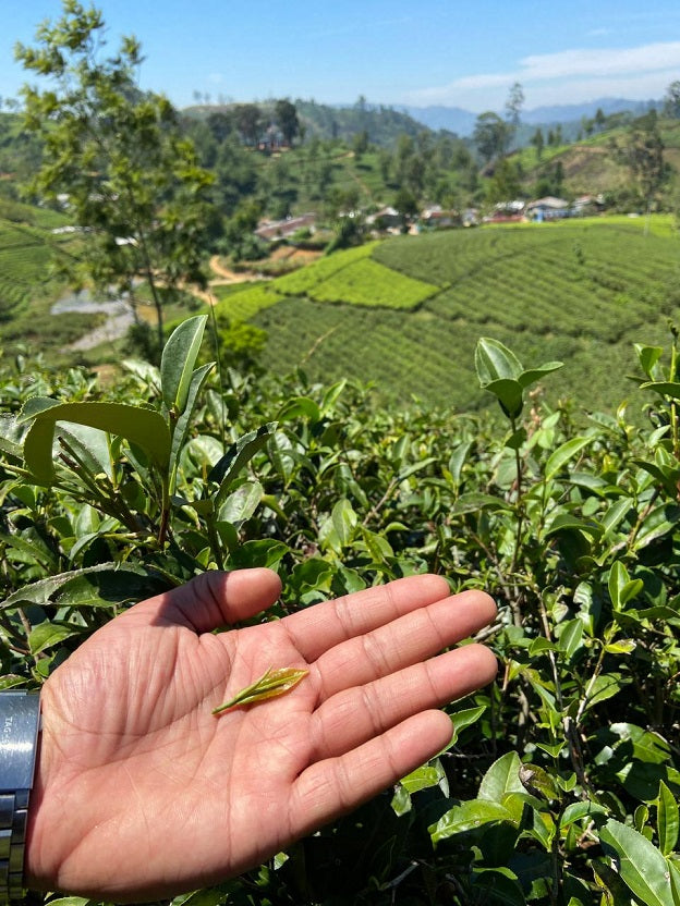 Mattakelle Estate - Golden Curl – Award-Winning Ceylon Tea (Leafies Award Winner 2022, 2024)