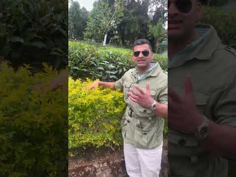 Silver Tips – Rare Ceylon White Tea