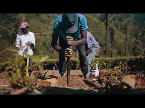 Lovers Leap Estate – A Royal Ceylon Tea from Nuwara Eliya  Single Estate | Nuwara Eliya, Sri Lanka