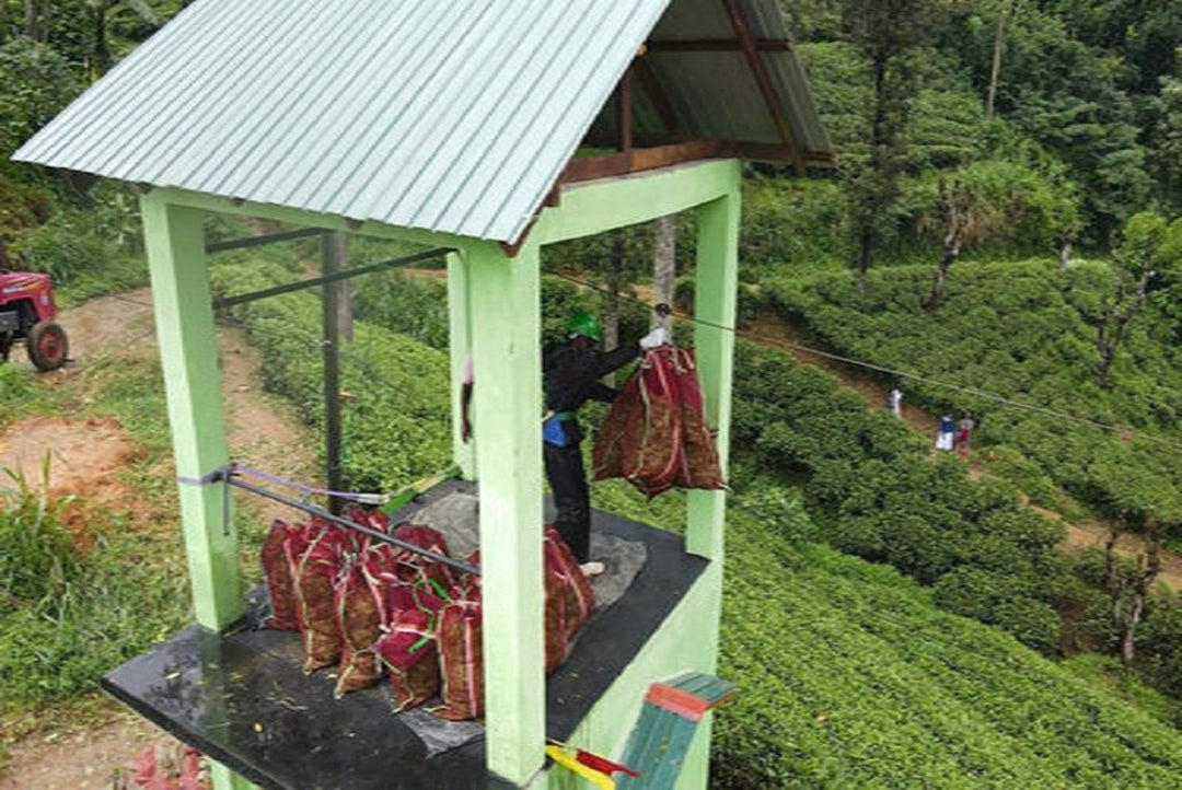 Sustainability in Motion: How Zip Lines Are Revolutionising Tea Transport
