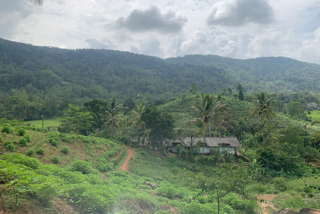 Ruhuna, Sri Lanka. Late to the party but now a critical tea region