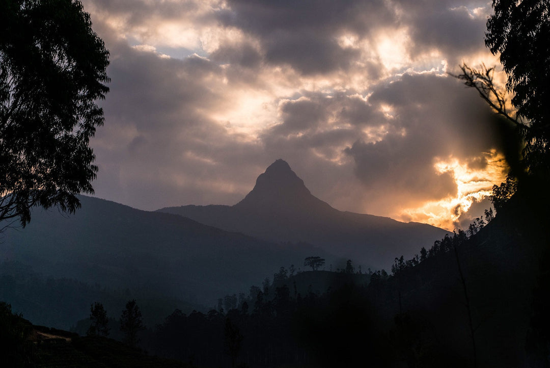 Sri Lanka Tea Growing Regions - Dimbula