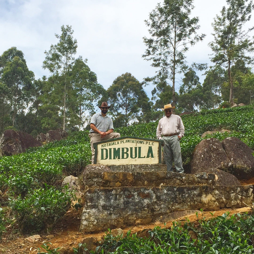 A Field Guide to Ceylon Tea: Dimbula’s Misty Valleys and Western Seasonal Magic