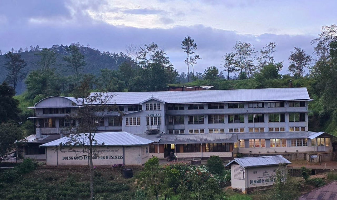 Estate Guide: Radella Estate – Rediscovering the Lost Aromas of Dimbula Ceylon Tea