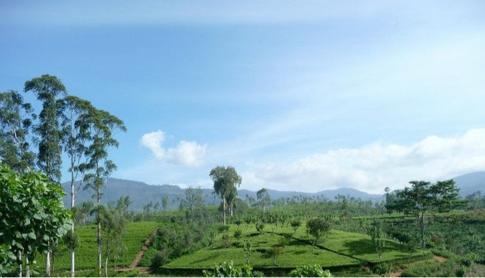 Field Guide to Tea Bushes: Types, Traits, and Tea Quality Explained