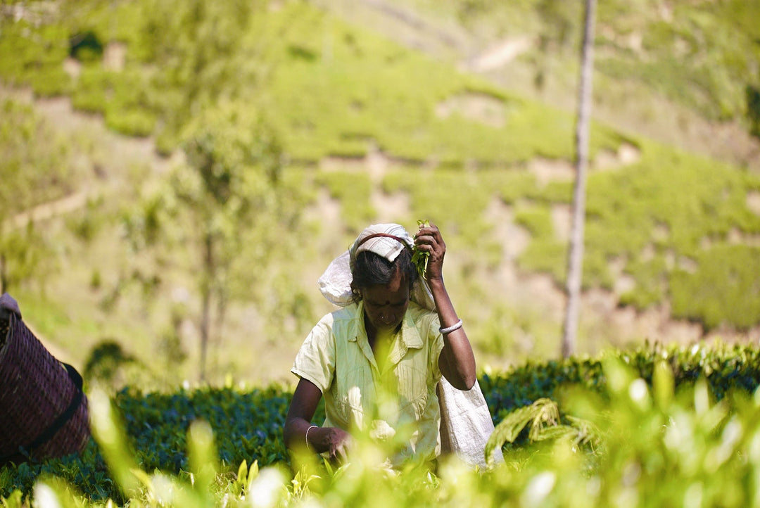Field Guide: Mastering the Art of Tea Plucking on a Ceylon Estate