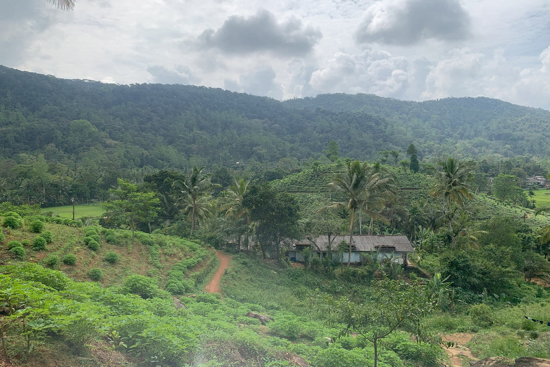 Sri Lanka Tea Growing Regions - Ruhuna
