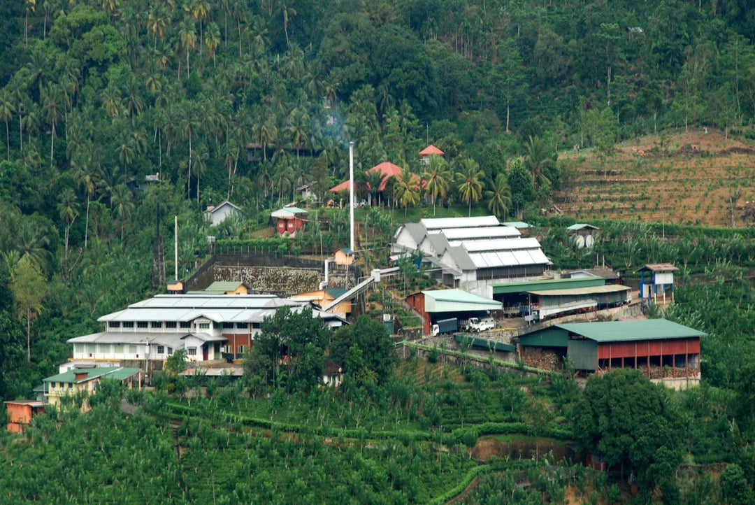 Sri Lanka Tea Growing Regions - Sabaragamuwa