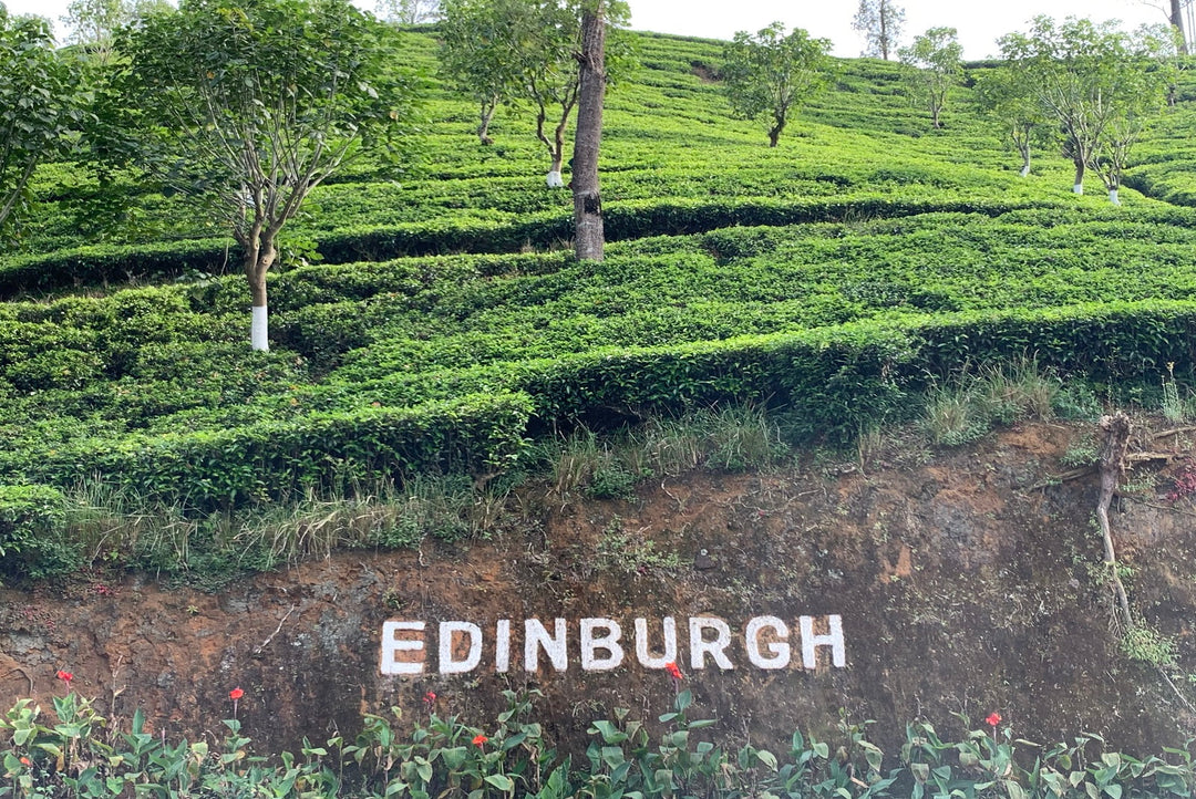 Tracing the Scottish Heritage of Ceylon Tea: From James Taylor to PMD’s Maskeliya Roots