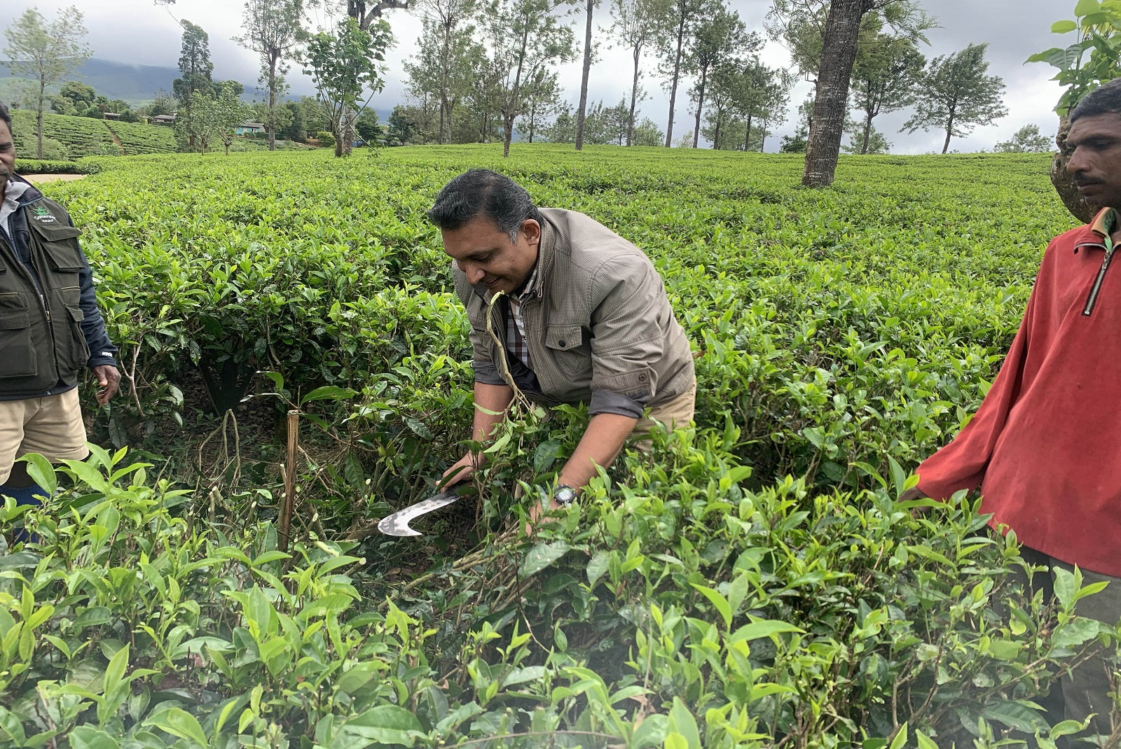Tea Uprooting Part 2: Pruning at the University of Tea β Cutting Back to Grow Forwar ...