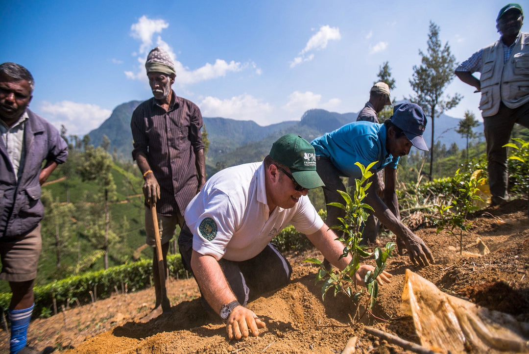 Part 3: Replanting at the University of Tea – Cultivating the Next Generation