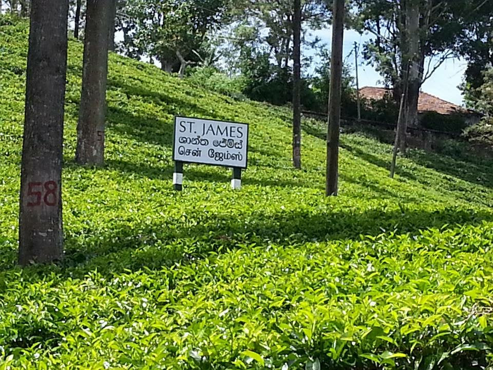 Estate Guide: St James – Taste the Elusive Wintergreen Notes of Uva