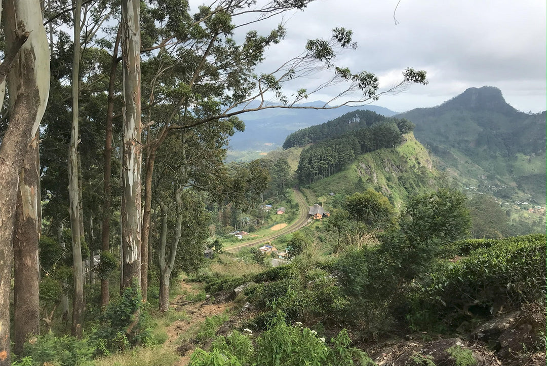 Sri Lanka Tea Growing Regions - Uva