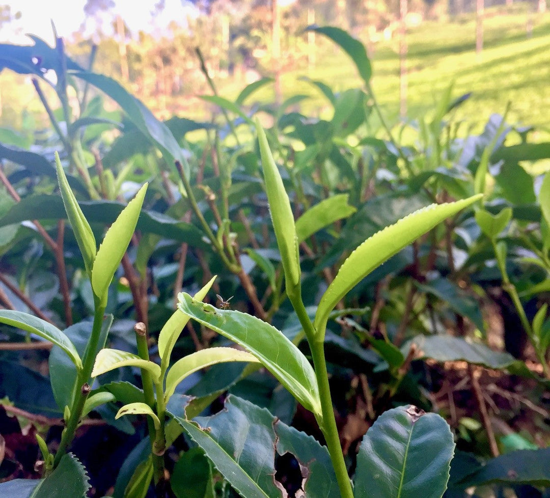 Western Quality Season: How Wind and Drought Create Spectacular Teas
