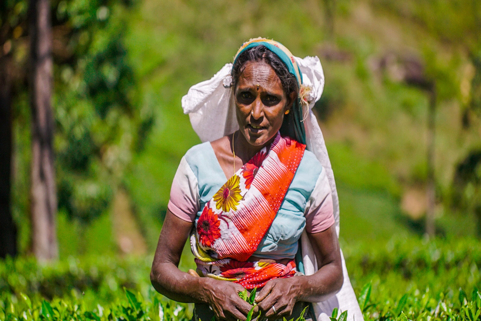 Poor Tea From the Slopes to Your Cup: Why PMD Tea Is Always Hand-Picked