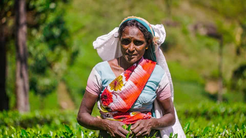 Picked, Packed, Poured: The Art of Truly Fresh Tea The PMD Way