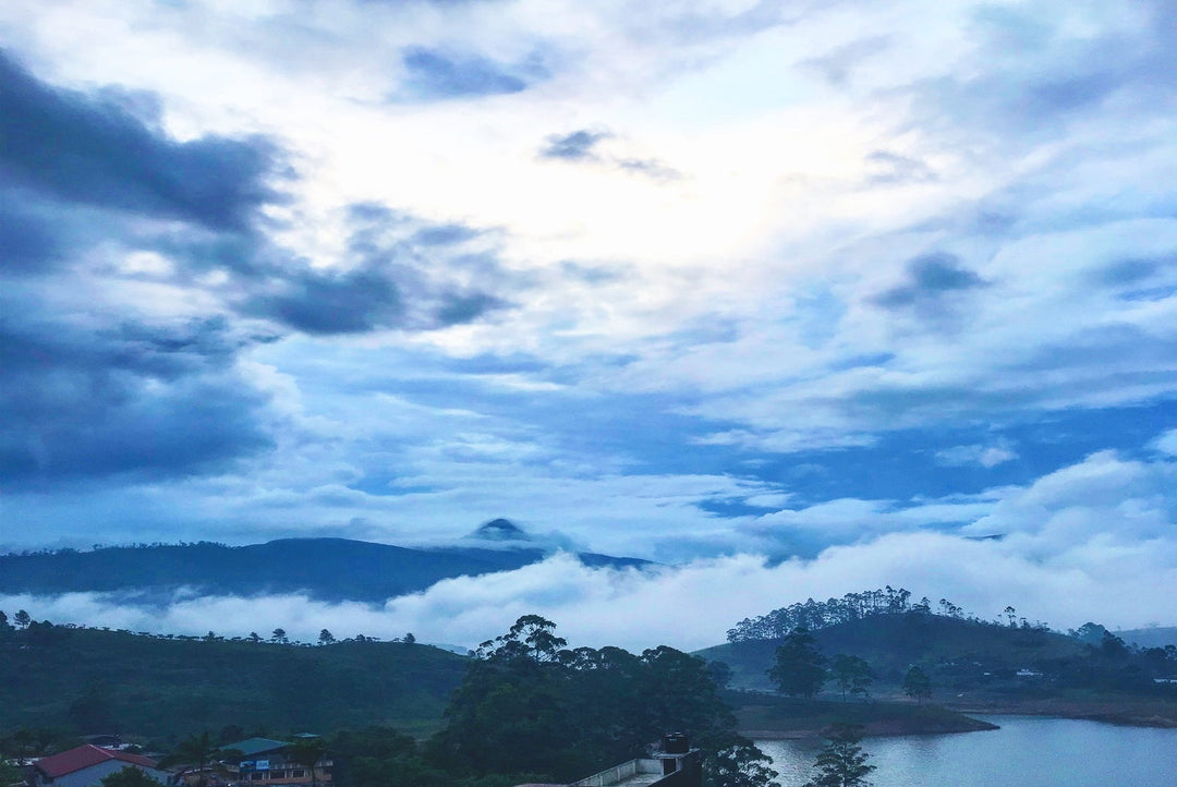 How Climate Change Disrupted Sri Lanka’s 2023 Tea Season