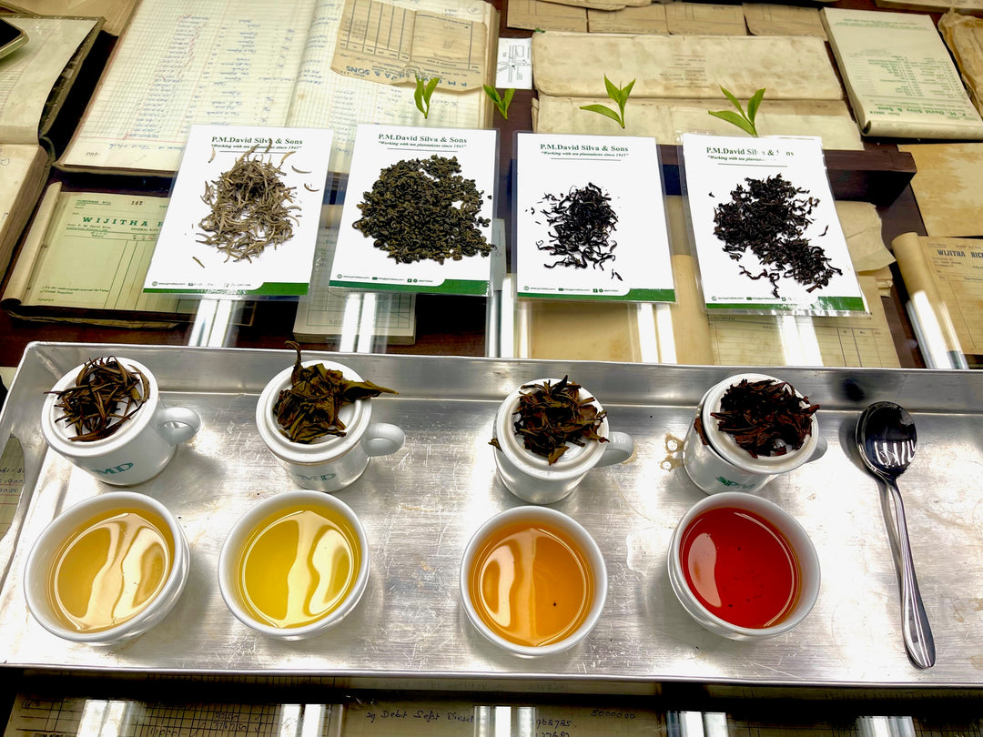 Ceylon Tea Tasting Experience in Colombo