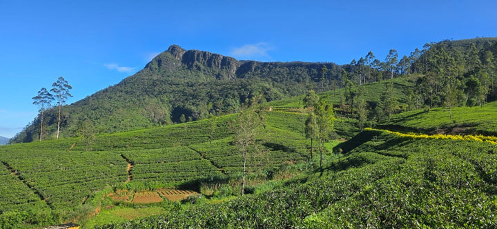 Ragalla Estate Reserve-  Uda Pussellawa 2024 Harvest