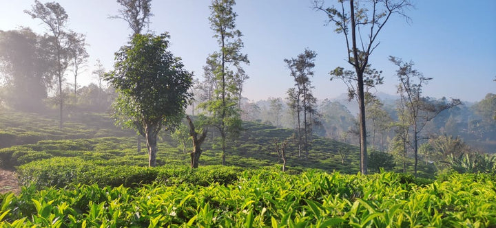 Uva Highlands Estate Loose Leaf Tea. Seasonal Uva 2024