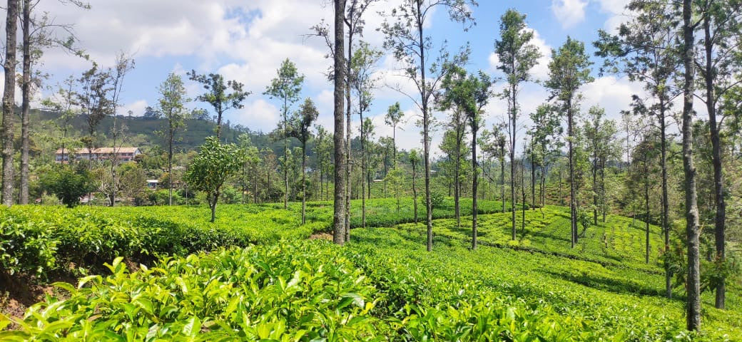 Uva Highlands Estate Loose Leaf Tea. Seasonal Uva 2024