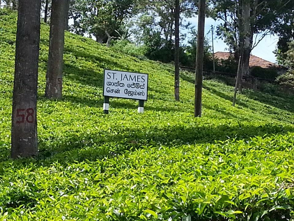 St James Estate Loose Leaf Tea. Malwatte Valley Uva 2023