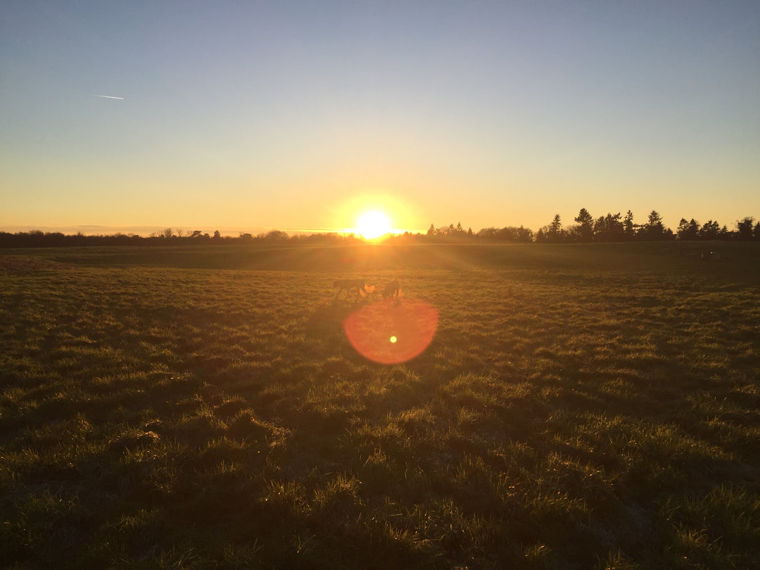 Southern Sunrise Breakfast – Low Country Breakfast Ceylon Tea